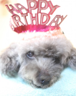 Happy Birthday☆