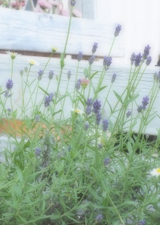 Garden✫